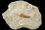 Fossil Plesiosaur (Zarafasaura) Tooth - Morocco #119665-1